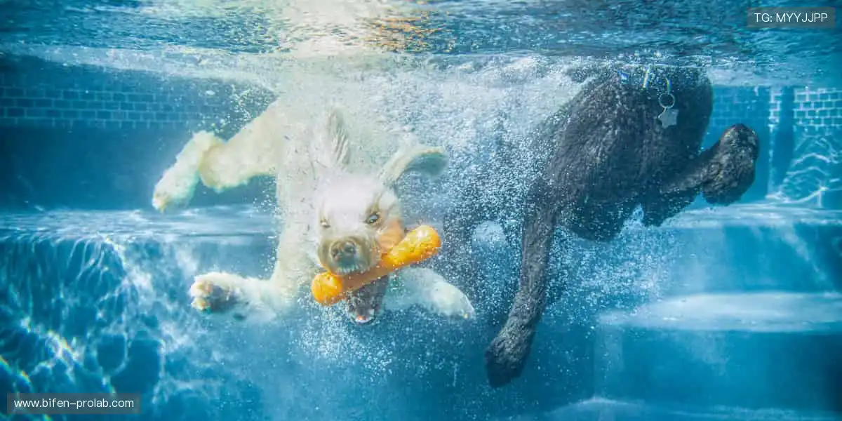 🎮 虚拟看台,弹幕狂欢,